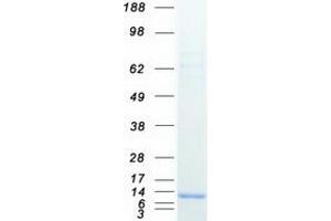 Coiled-Coil Domain Containing 23 (CCDC23) (Coiled coil domain) protein (Myc-DYKDDDDK Tag)