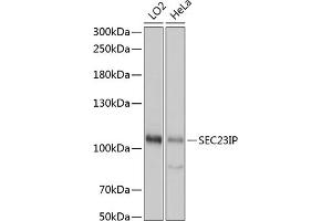 Western blot analysis of extracts of various cell lines, using SEC23IP antibody (ABIN7270170) at 1:1000 dilution. (SEC23IP 抗体  (AA 600-940))