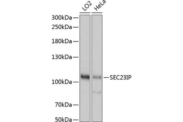SEC23IP 抗体  (AA 600-940)