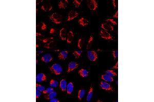 Confocal immunofluorescence analysis of U2OS cells using IMMT Polyclonal Antibody (ABIN3016601, ABIN3016602, ABIN3016603 and ABIN6219796) at dilution of 1:100. (IMMT 抗体  (AA 120-270))