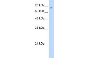 ZNF605 antibody (20R-1121) used at 0. (ZNF605 抗体  (N-Term))