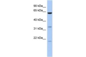 Western Blotting (WB) image for anti-Copine IX (CPNE9) antibody (ABIN2463931) (CPNE9 抗体)