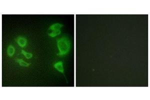 Immunofluorescence (IF) image for anti-Mitogen-Activated Protein Kinase Kinase Kinase MLT (ZAK) (C-Term) antibody (ABIN1850018) (ZAK 抗体  (C-Term))