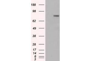 Western Blotting (WB) image for anti-Prominin 2 (PROM2) antibody (ABIN1500435) (Prominin 2 抗体)