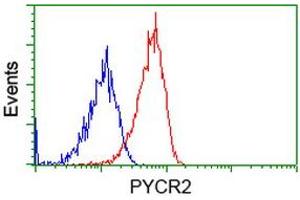 Image no. 2 for anti-Pyrroline-5-Carboxylate Reductase Family, Member 2 (PYCR2) antibody (ABIN1499983) (PYCR2 抗体)