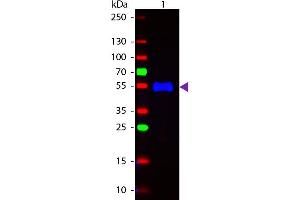 Western Blot of Fluorescein conjugated Goat Anti-Monkey IgG (gamma chain) secondary antibody. (山羊 anti-猴 IgG (Heavy Chain) Antibody (FITC) - Preadsorbed)
