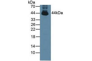 PTPN2 anticorps  (AA 1-257)