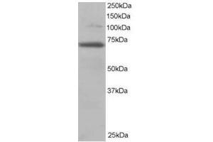 Image no. 1 for anti-Ran GTPase Activating Protein 1 (RANGAP1) (N-Term) antibody (ABIN374398) (RANGAP1 抗体  (N-Term))