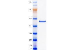 Validation with Western Blot (Phosphoglucomutase 5 Protein (PGM5) (Myc-DYKDDDDK Tag))