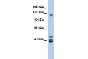 WB Suggested Anti-NCOA1 Antibody Titration:  0. (NCOA1 抗体  (Middle Region))
