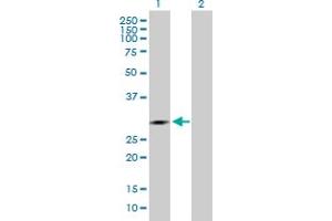 Western Blot analysis of IDI1 expression in transfected 293T cell line by IDI1 MaxPab polyclonal antibody.