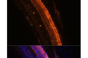 Immunofluorescence analysis of Mouse eye using KCNS2 Polyclonal Antibody at dilution of 1:100 (40x lens). (KCNS2 抗体)