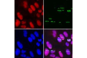 Immunofluorescence analysis of U2OS cell using POLE3 antibody. (POLE3 抗体)
