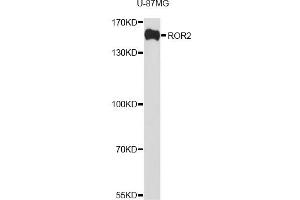 Western blot analysis of extracts of U-87MG cells, using ROR2 antibody (ABIN1876821) at 1:1000 dilution. (ROR2 抗体)