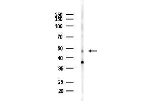 Western blot analysis of lysates from  cells(heat-shock,45 min treatment), using CtBP2 Antibody at 1/1000 dilution.
