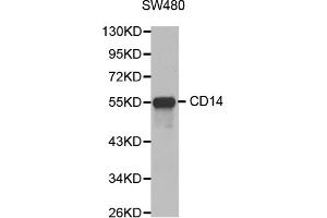 Western blot analysis of extracts of SW480 cells, using CD14 antibody (ABIN3059738). (CD14 抗体)