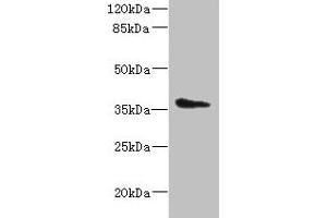 Western blot All lanes: AASDHPPT antibody at 2 μg/mL + HepG2 whole cell lysate Secondary Goat polyclonal to rabbit IgG at 1/10000 dilution Predicted band size: 36, 16 kDa Observed band size: 36 kDa