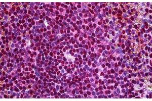 Human Spleen: Formalin-Fixed, Paraffin-Embedded (FFPE) (FZR1 抗体  (AA 1-494))