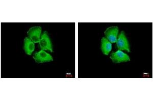 Immunofluorescence (IF) image for anti-Stratifin (SFN) antibody (ABIN2854867)