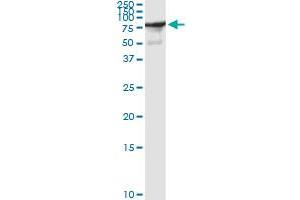 Immunoprecipitation of SP100 transfected lysate using anti-SP100 MaxPab rabbit polyclonal antibody and Protein A Magnetic Bead , and immunoblotted with SP100 purified MaxPab mouse polyclonal antibody (B01P) . (SP100 抗体  (AA 1-480))