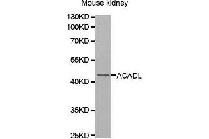 Western Blotting (WB) image for anti-Acyl-CoA Dehydrogenase, Long Chain (ACADL) (AA 31-210) antibody (ABIN6216381) (ACADL 抗体  (AA 31-210))