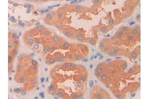 Immunohistochemistry (IHC) image for anti-Phenylalanine Hydroxylase (AA 228-452) antibody (ABIN7438214)