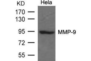 Western blot analysis of extracts from Hela cells using MMP-9 Antibody.