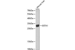 Western blot analysis of extracts of mouse liver, using GST antibody (628) at 1:1000 dilution. (GSTA1 抗体  (AA 1-222))