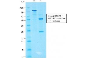SDS-PAGE Analysis of Purified CD99 Rabbit Recombinant Monoclonal Antibody (MIC2/1495R). (Recombinant CD99 抗体)