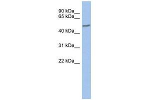 ZNF565 antibody used at 0. (ZNF565 抗体  (Middle Region))
