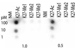 Dot Blot of Rabbit Histone H3 [ac Lys27] Antibody. (Histone 3 抗体  (H3K27ac))