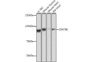 Western blot analysis of extracts of various cell lines, using STB antibody (ABIN7270311) at 1:1000 dilution. (STAT5B 抗体)
