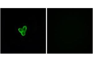 Immunofluorescence analysis of LOVO cells, using PTAFR Antibody. (PTAFR 抗体  (AA 194-243))