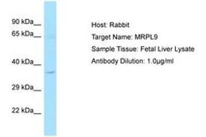 Image no. 1 for anti-Mitochondrial Ribosomal Protein L9 (MRPL9) (C-Term) antibody (ABIN6750216) (MRPL9 抗体  (C-Term))