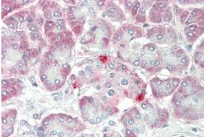 Immunohistochemistry (IHC) image for anti-Solute Carrier Family 1 (Glutamate/Neutral Amino Acid Transporter), Member 4 (SLC1A4) (C-Term) antibody (ABIN6754937)