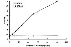 BUB1B Protein (AA 1-1050) (GST tag)