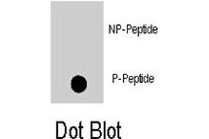 Dot blot analysis of MAPK8 (phospho T183) polyclonal antibody  on nitrocellulose membrane. (JNK 抗体  (pThr183))
