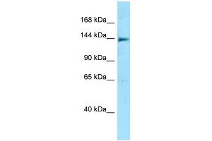 Western Blotting (WB) image for anti-NLR Family, CARD Domain Containing 5 (NLRC5) (N-Term) antibody (ABIN2788463) (NLRC5 抗体  (N-Term))