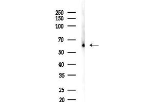 Western blot analysis of lysates from Mouse testis, using KLC2 Antibody at 1/1000 dilution.