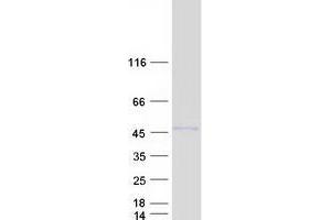 Western Blotting (WB) image for Cytosolic Iron-Sulfur Protein Assembly 1 (CIAO1) protein (Myc-DYKDDDDK Tag) (ABIN2735511)