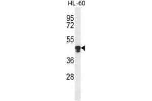 Western blot analysis of PLA2G7 (arrow) in HL-60 cell line lysates (35ug/lane) using PLA2G7  (PLA2G7 抗体  (Middle Region))
