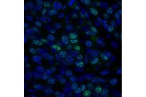 Immunofluorescence (IF) image for anti-Histone Deacetylase 1 (HDAC1) (C-Term) antibody (ABIN7448972) (HDAC1 抗体  (C-Term))