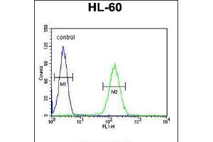Flow cytometric analysis of HL-60 cells (right histogram) compared to a negative control cell (left histogram). (NOS1AP 抗体  (AA 437-466))