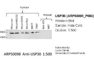 Western Blotting (WB) image for anti-Ubiquitin Specific Peptidase 30 (Usp30) (Middle Region) antibody (ABIN2773957) (Usp30 抗体  (Middle Region))