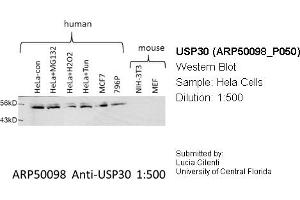 Western Blotting (WB) image for anti-Ubiquitin Specific Peptidase 30 (Usp30) (Middle Region) antibody (ABIN2773957)