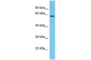 Host:  Rabbit  Target Name:  LRRC15  Sample Type:  721_B Whole Cell lysates  Antibody Dilution:  1. (LRRC15 抗体  (N-Term))