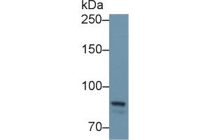 Western Blotting (WB) image for anti-Protein tyrosine Phosphatase, Receptor Type, S (PTPRS) (AA 889-1102) antibody (ABIN7440173)