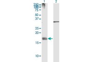 Western Blot analysis of NRG4 expression in transfected 293T cell line by NRG4 MaxPab polyclonal antibody. (Neuregulin 4 抗体  (AA 1-115))