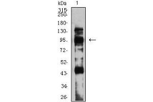 Western blot analysis using GRM8 mouse mAb against C6 (1) cell lysate.