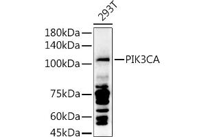Western blot analysis of extracts of 293T cells, using PIK3CA antibody (ABIN6134411, ABIN6145635, ABIN6145637 and ABIN6216129) at 1:1000 dilution. (PIK3CA 抗体)